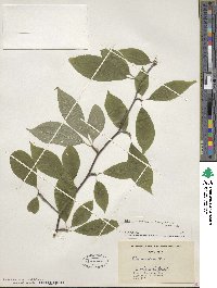 Ilex montana image