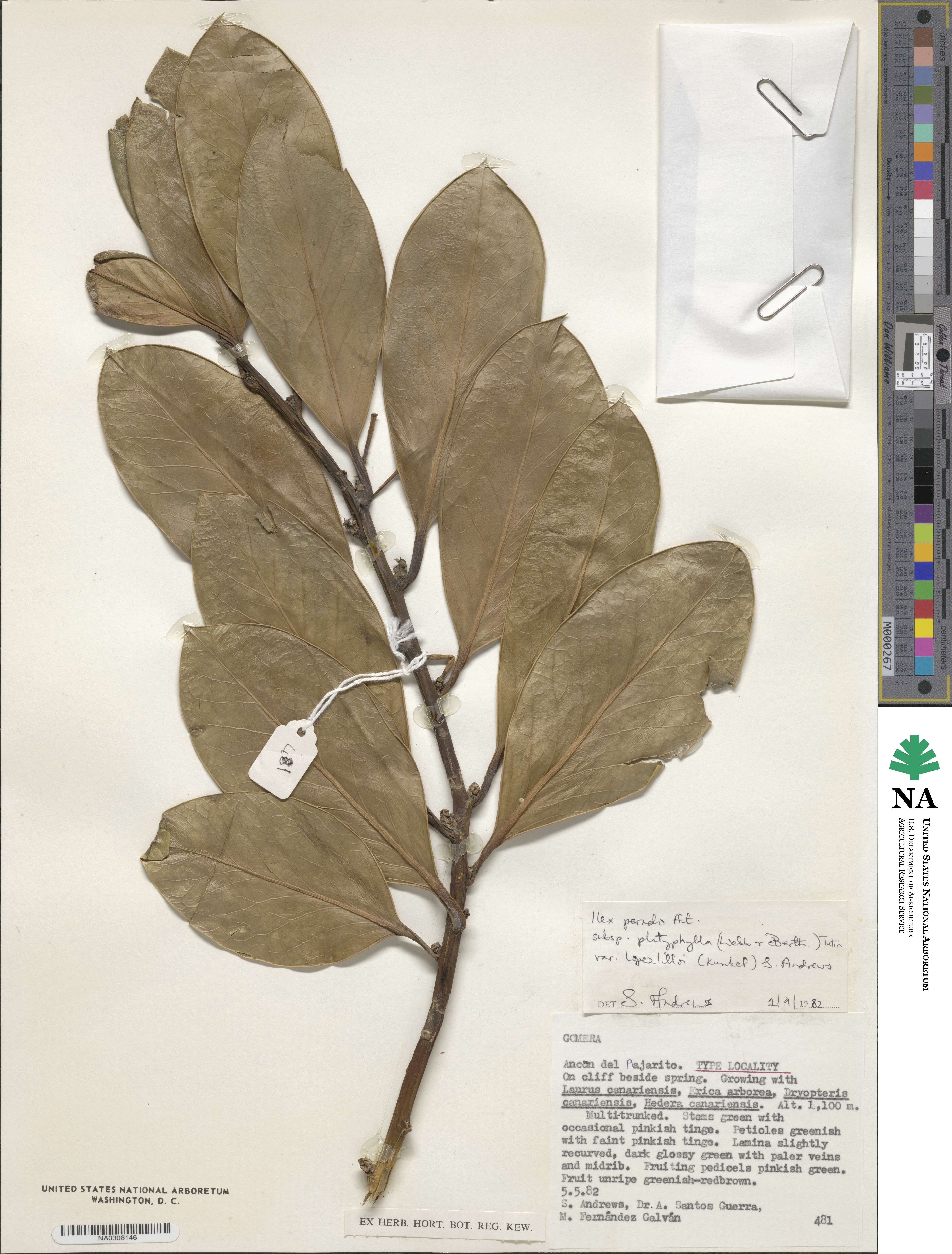 Ilex perado var. lopezlilloi image