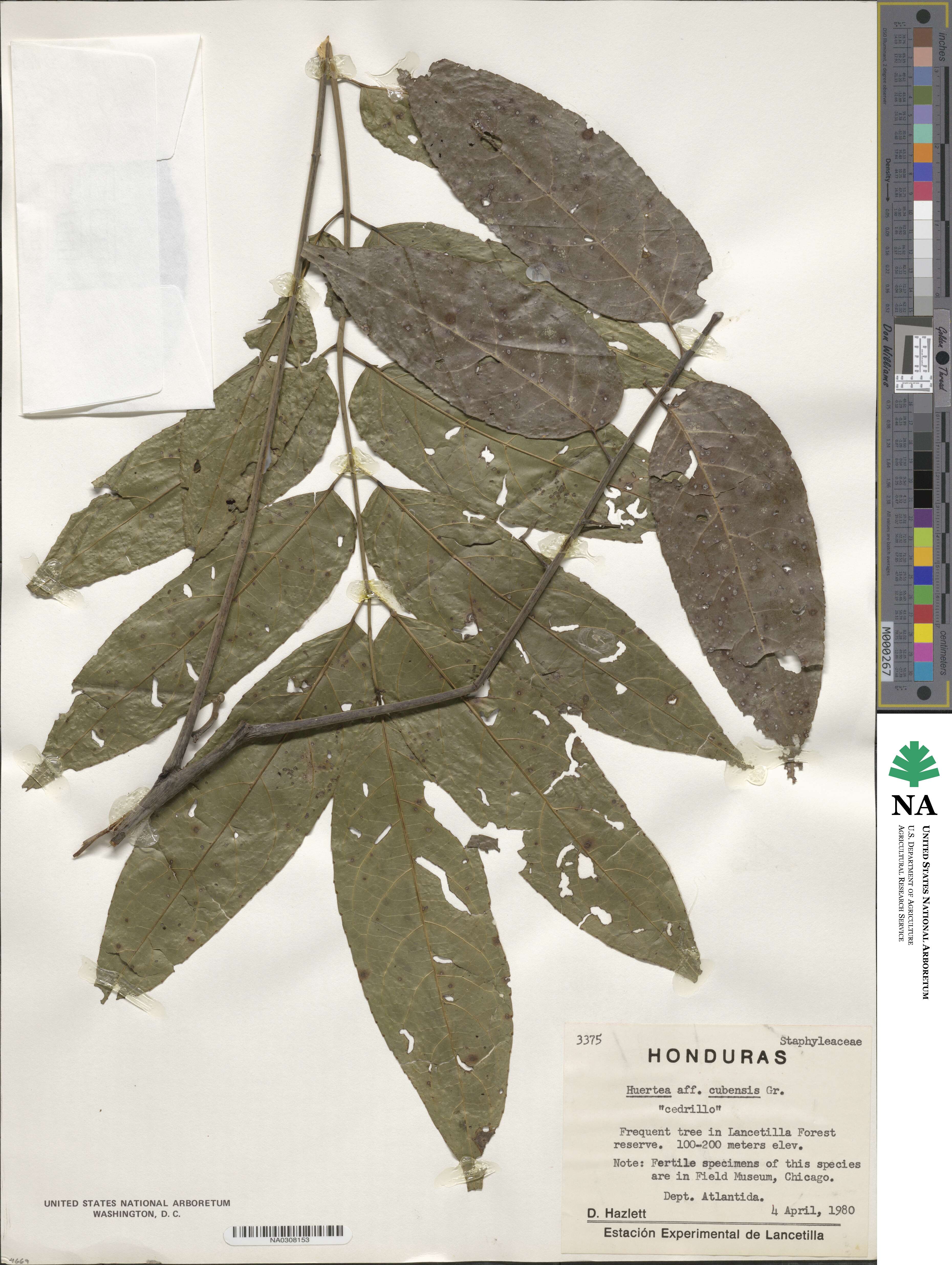Huertea image