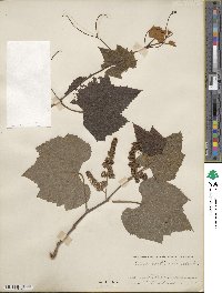 Vitis aestivalis image