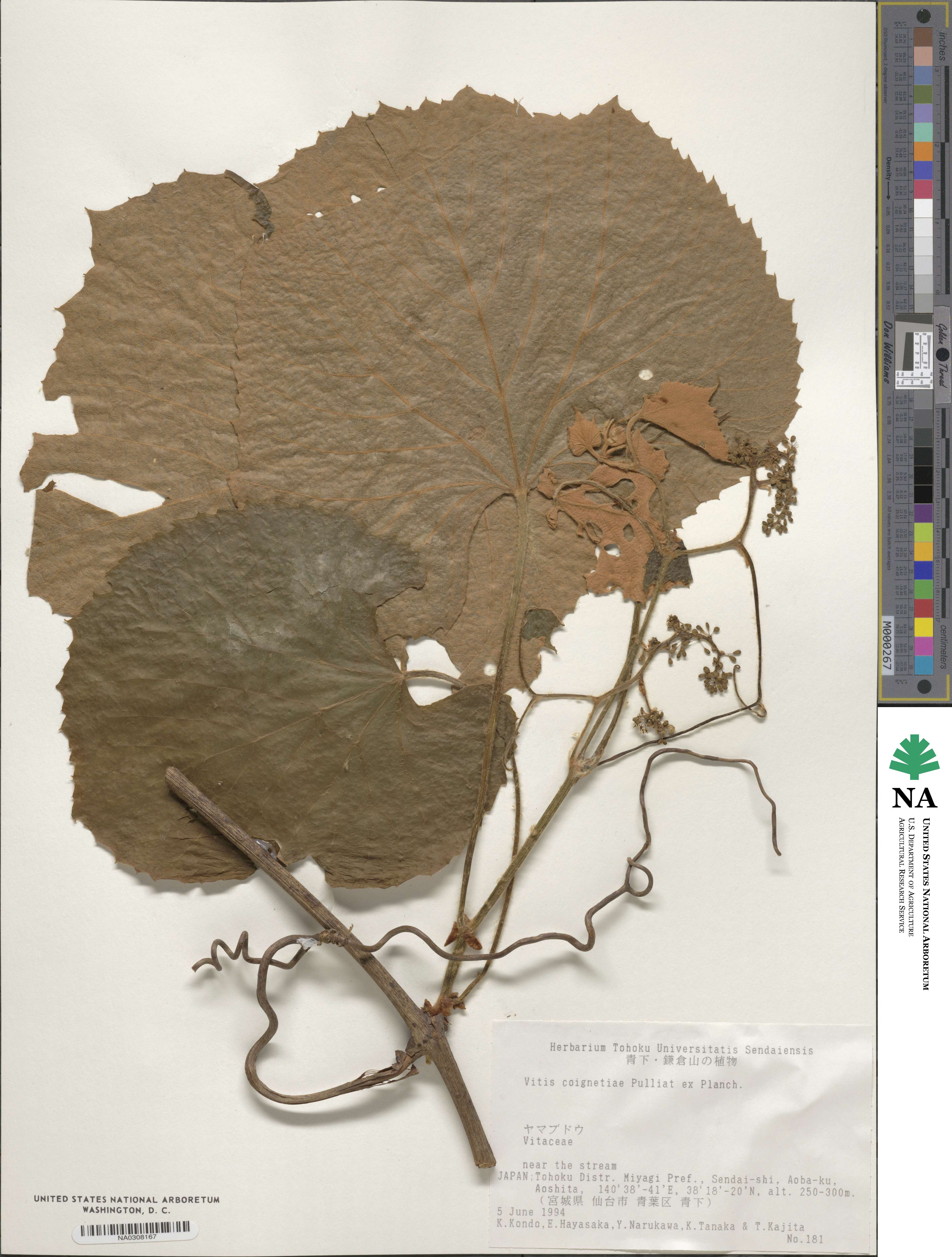 Vitis coignetiae image