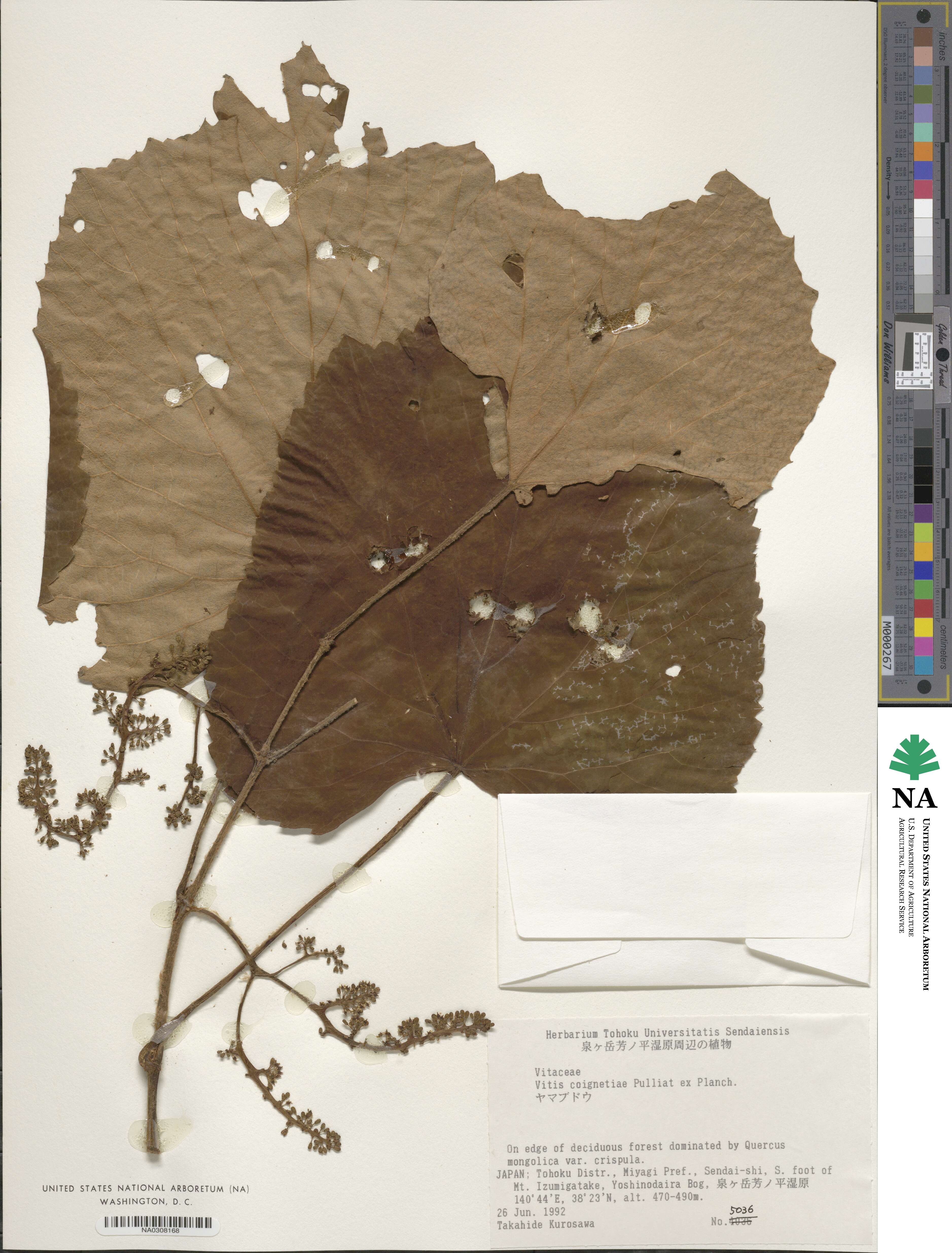 Vitis coignetiae image