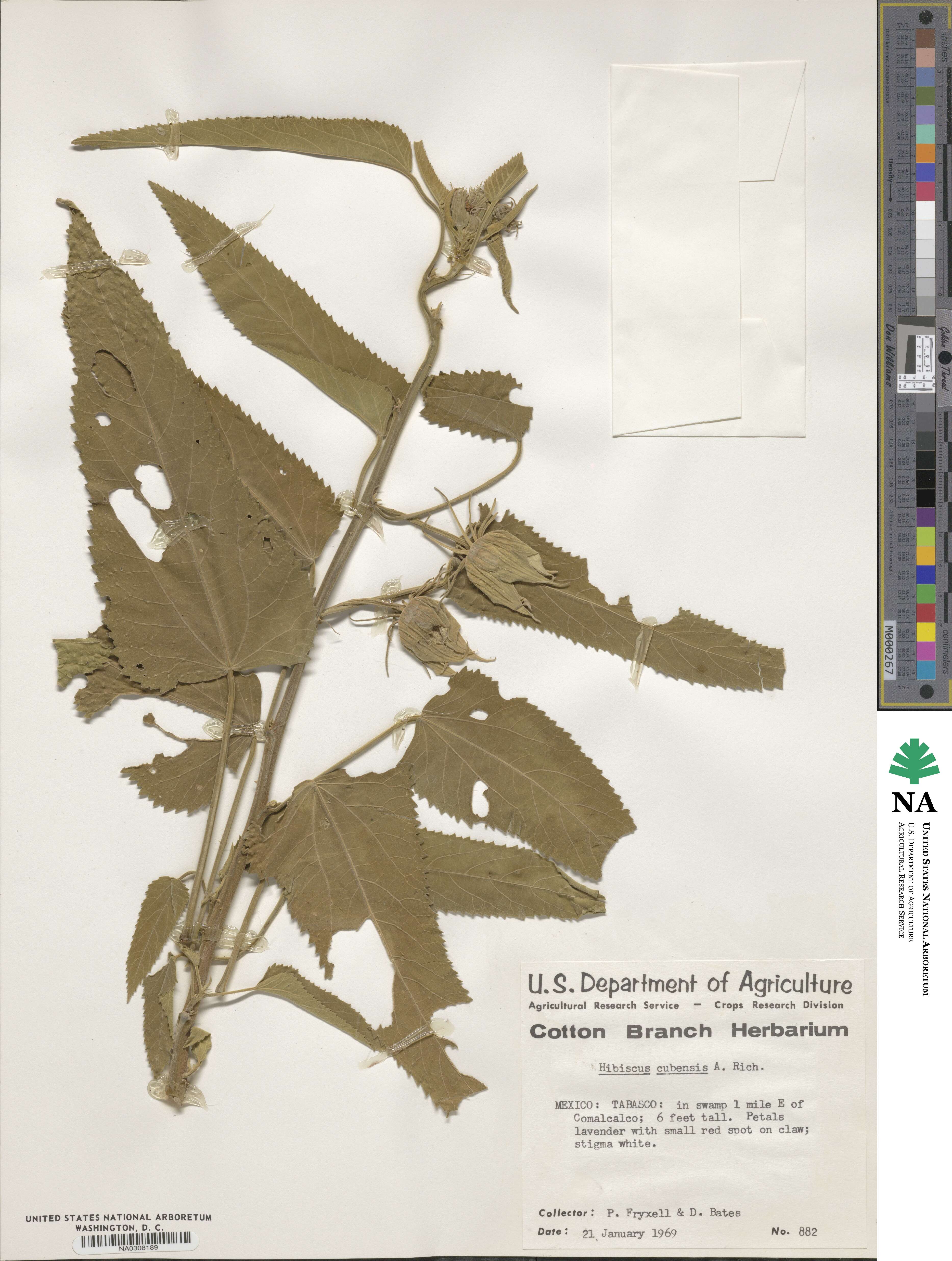 Hibiscus striatus subsp. lambertianus image