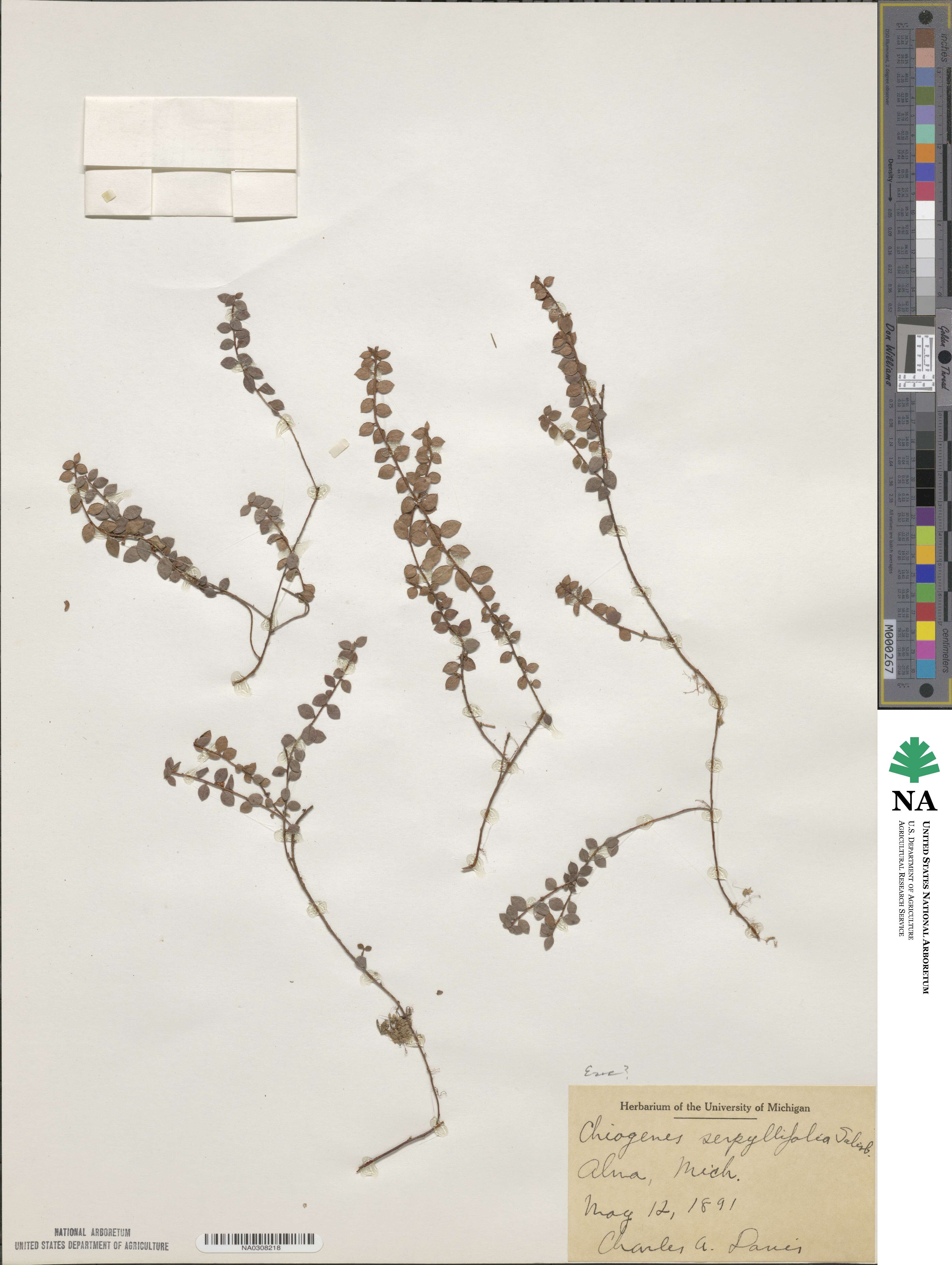 Gaultheria hispidula image