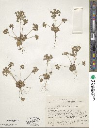 Androsace maxima subsp. maxima image