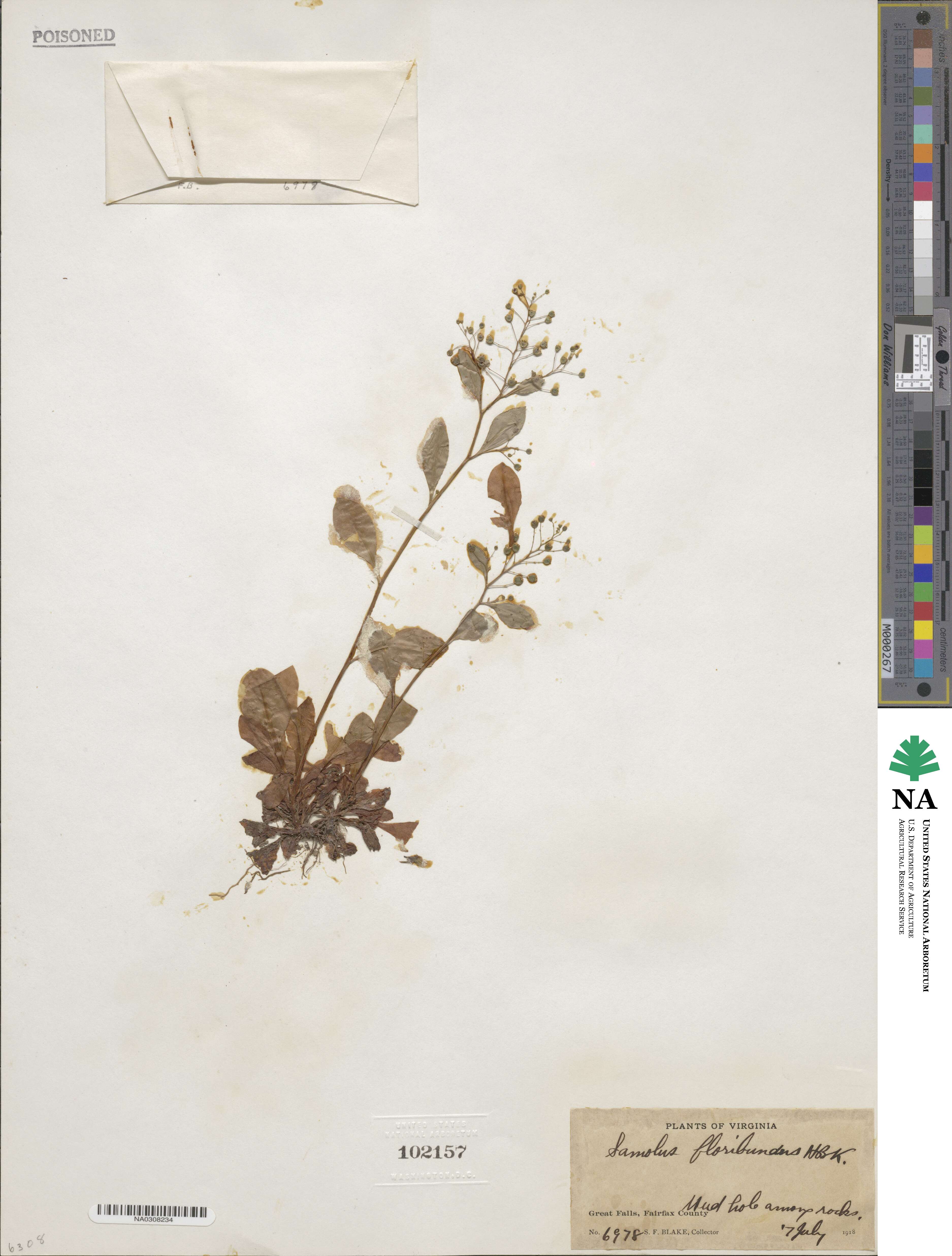 Samolus parviflorus image