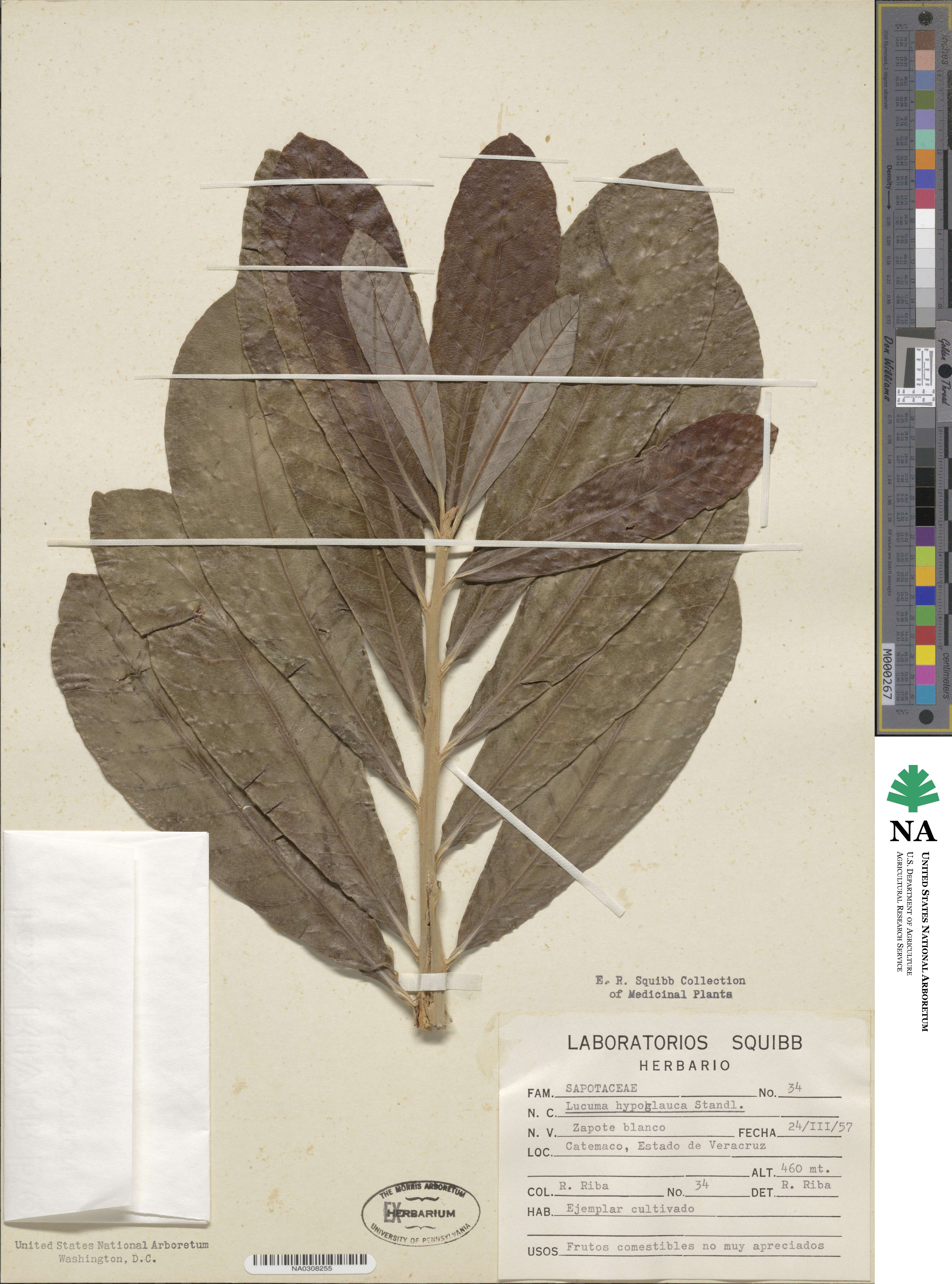 Pouteria glomerata subsp. glomerata image