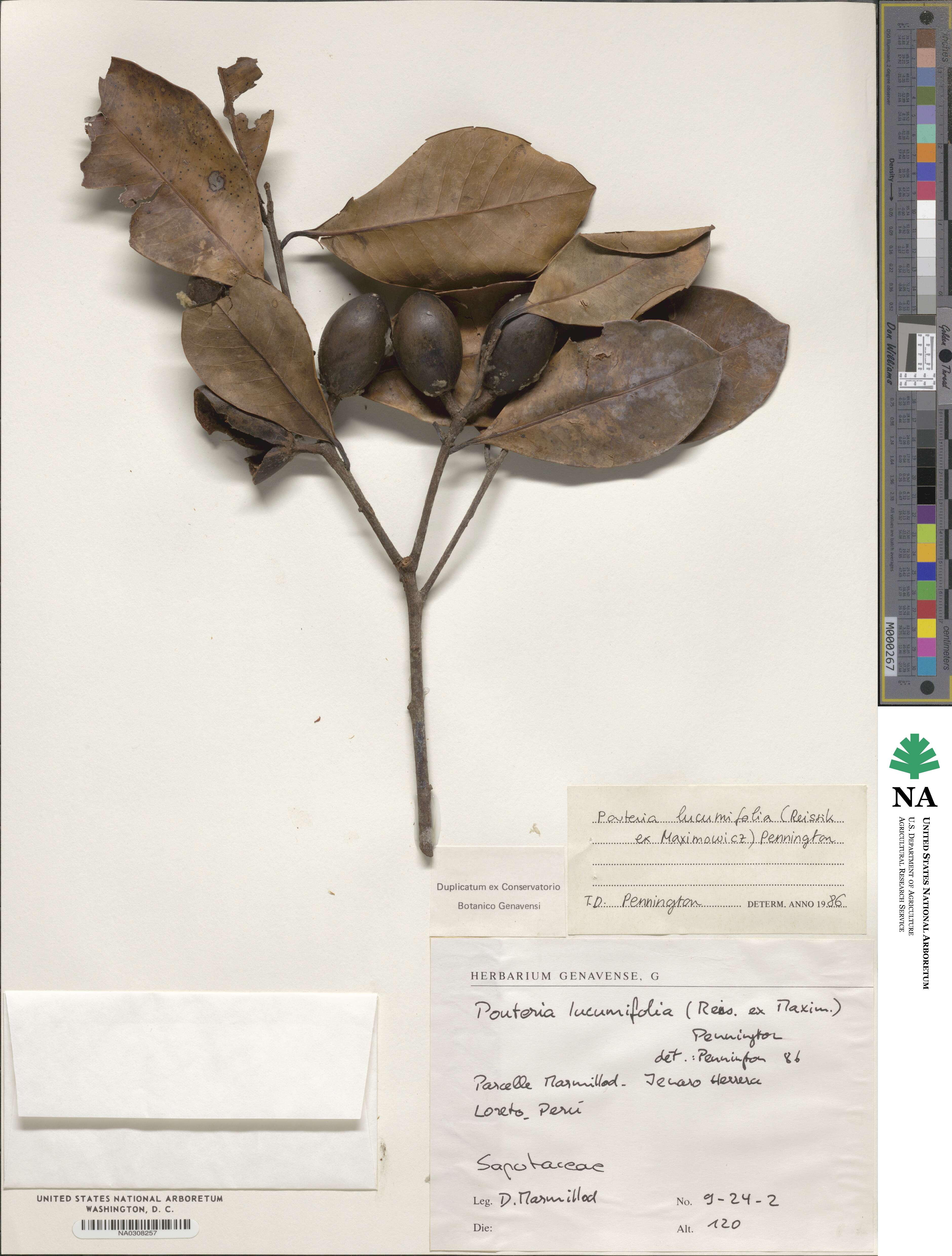 Pouteria lucumifolia image