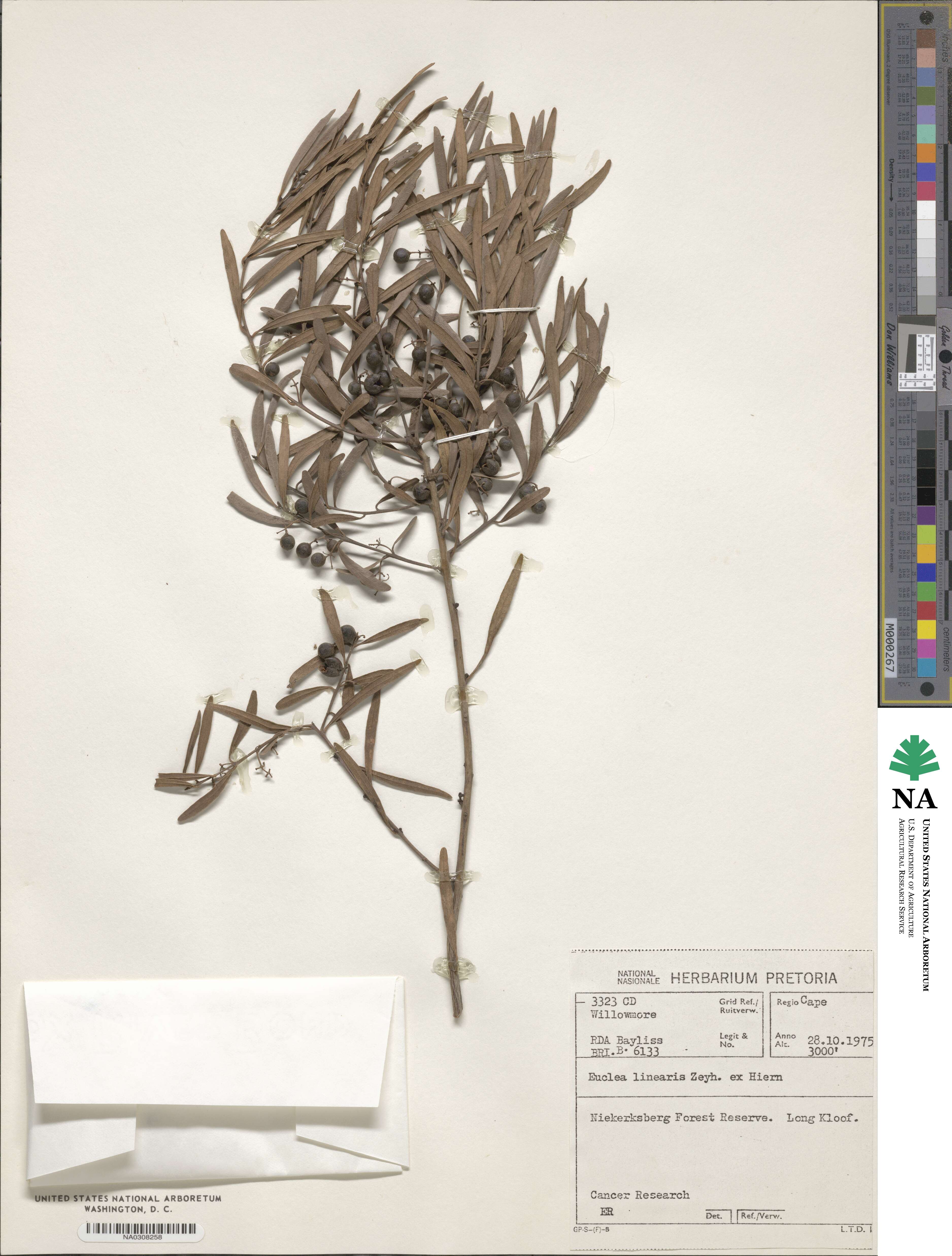 Euclea crispa subsp. linearis image