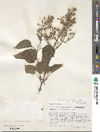 Syringa oblata image