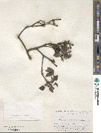 Syringa oblata subsp. oblata image