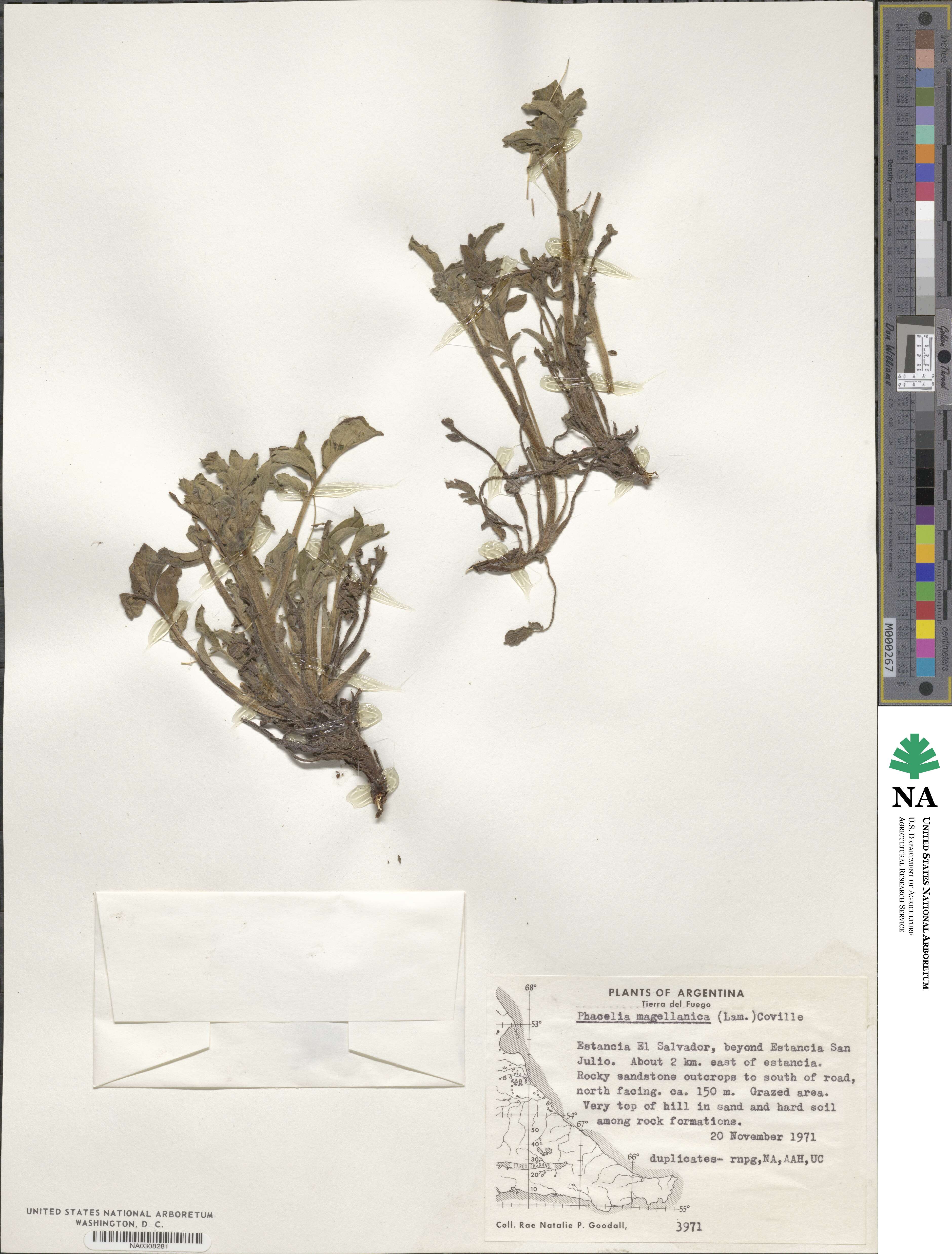 Phacelia secunda image