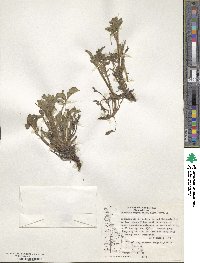 Phacelia secunda image