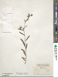 Lithospermum angustifolium image