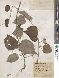 Ipomoea lindenii image