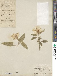 Ipomoea aquatica image