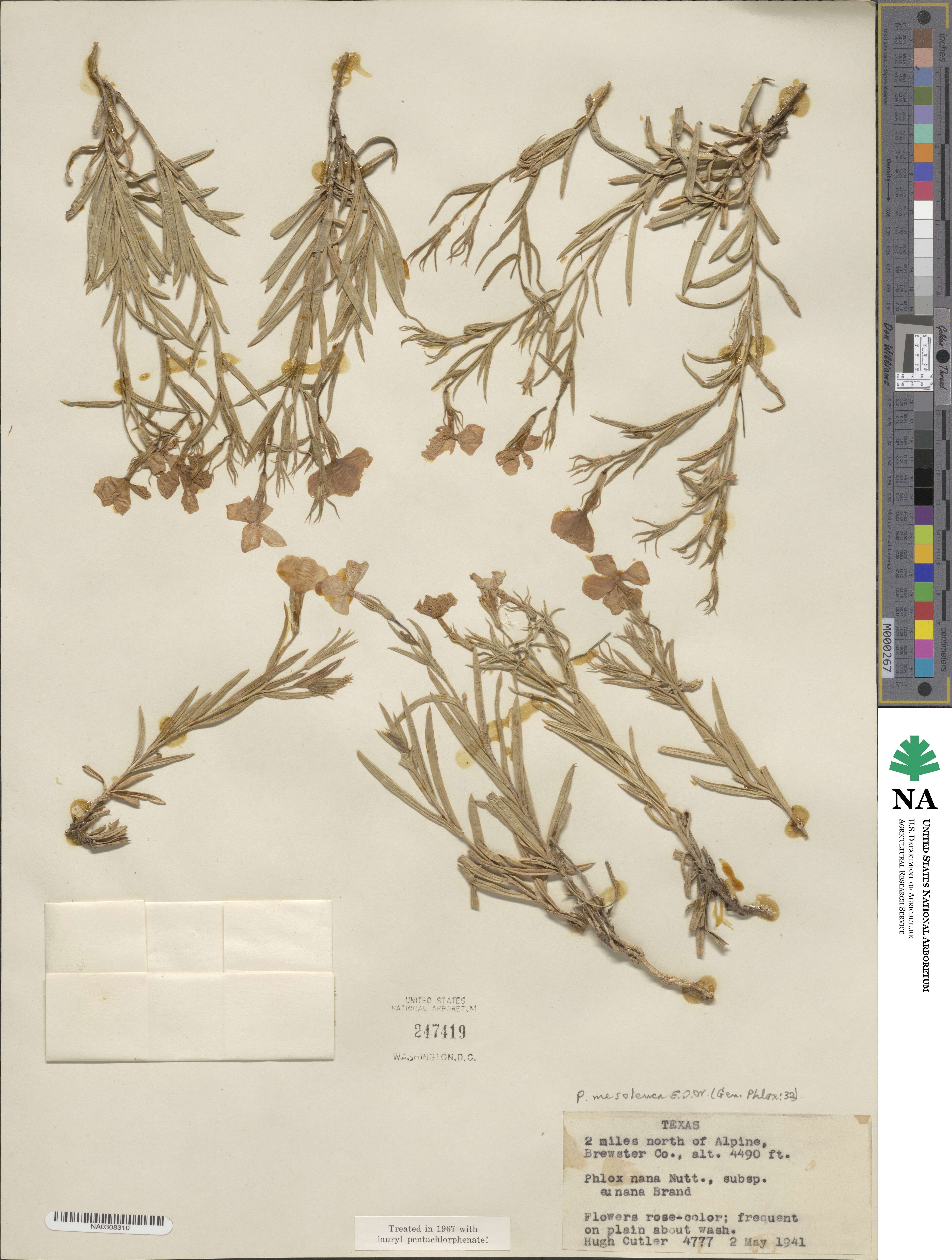 Phlox mesoleuca image