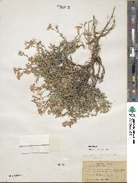 Phlox subulata image