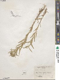 Collomia linearis image