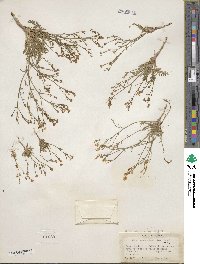 Aliciella hutchinsifolia image