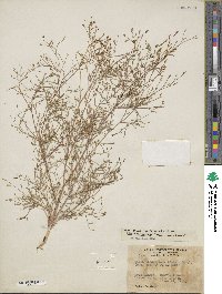 Gilia transmontana image