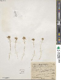 Navarretia leucocephala image