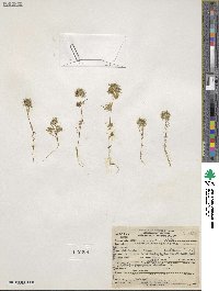 Navarretia leucocephala image