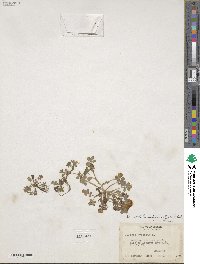 Nemophila aphylla image