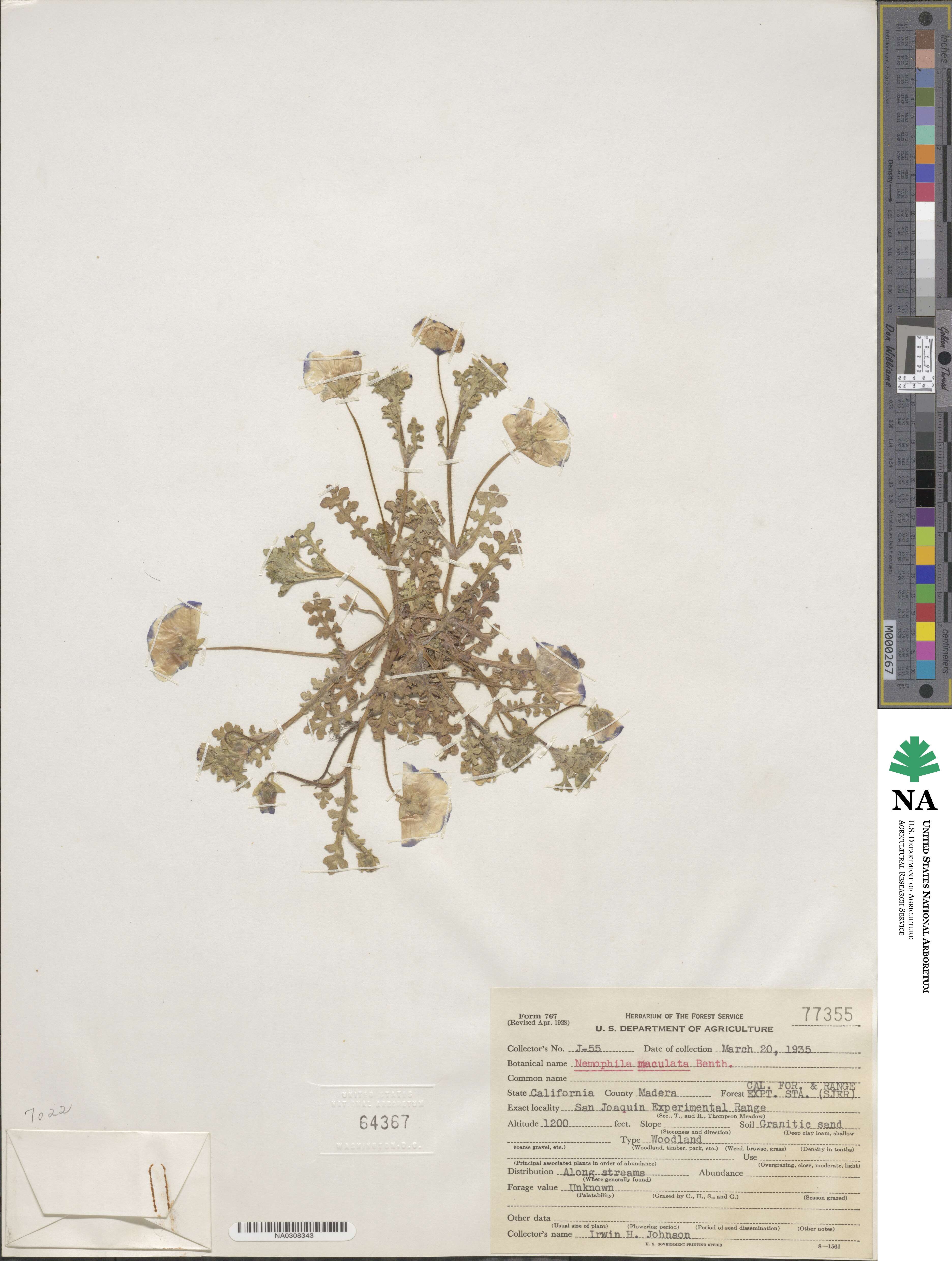 Nemophila maculata image