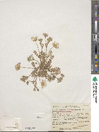 Image of Nemophila maculata