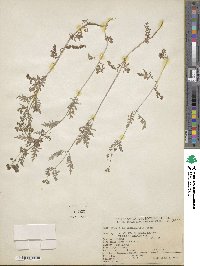 Eucrypta chrysanthemifolia image