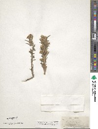 Phacelia linearis image