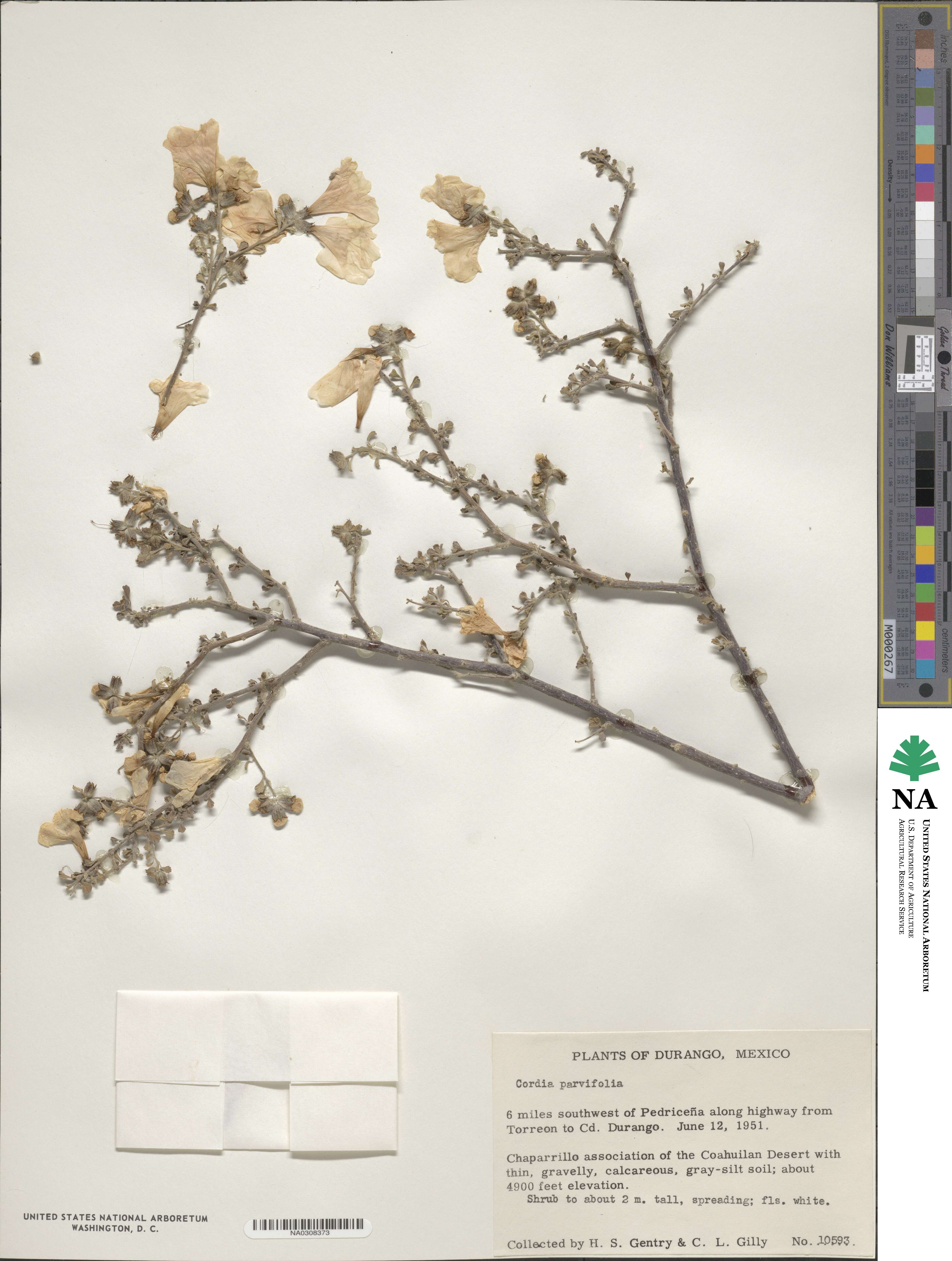 Cordia parvifolia image