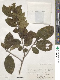 Ehretia cymosa var. silvatica image