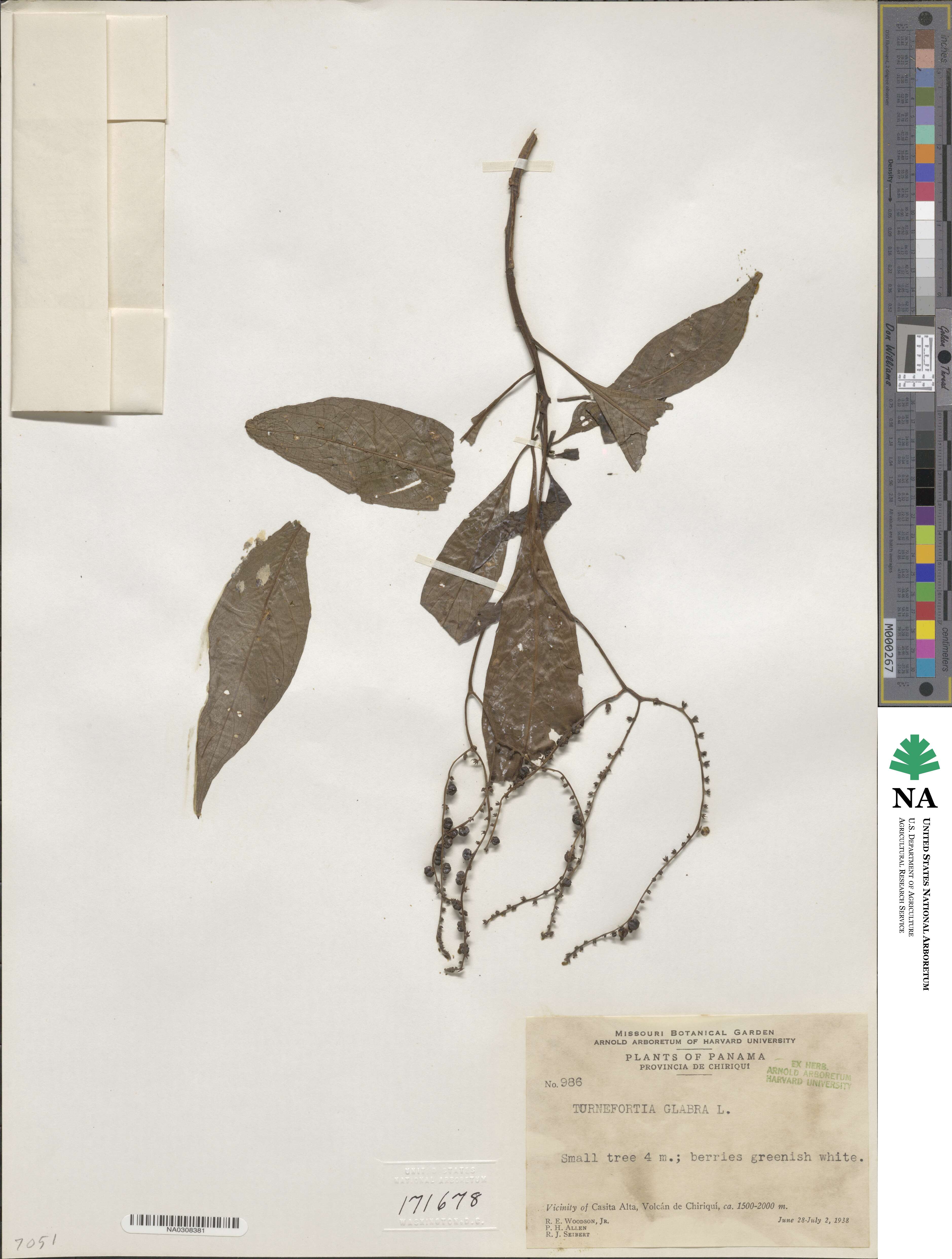 Tournefortia glabra image