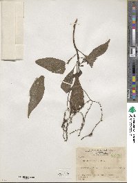 Tournefortia glabra image