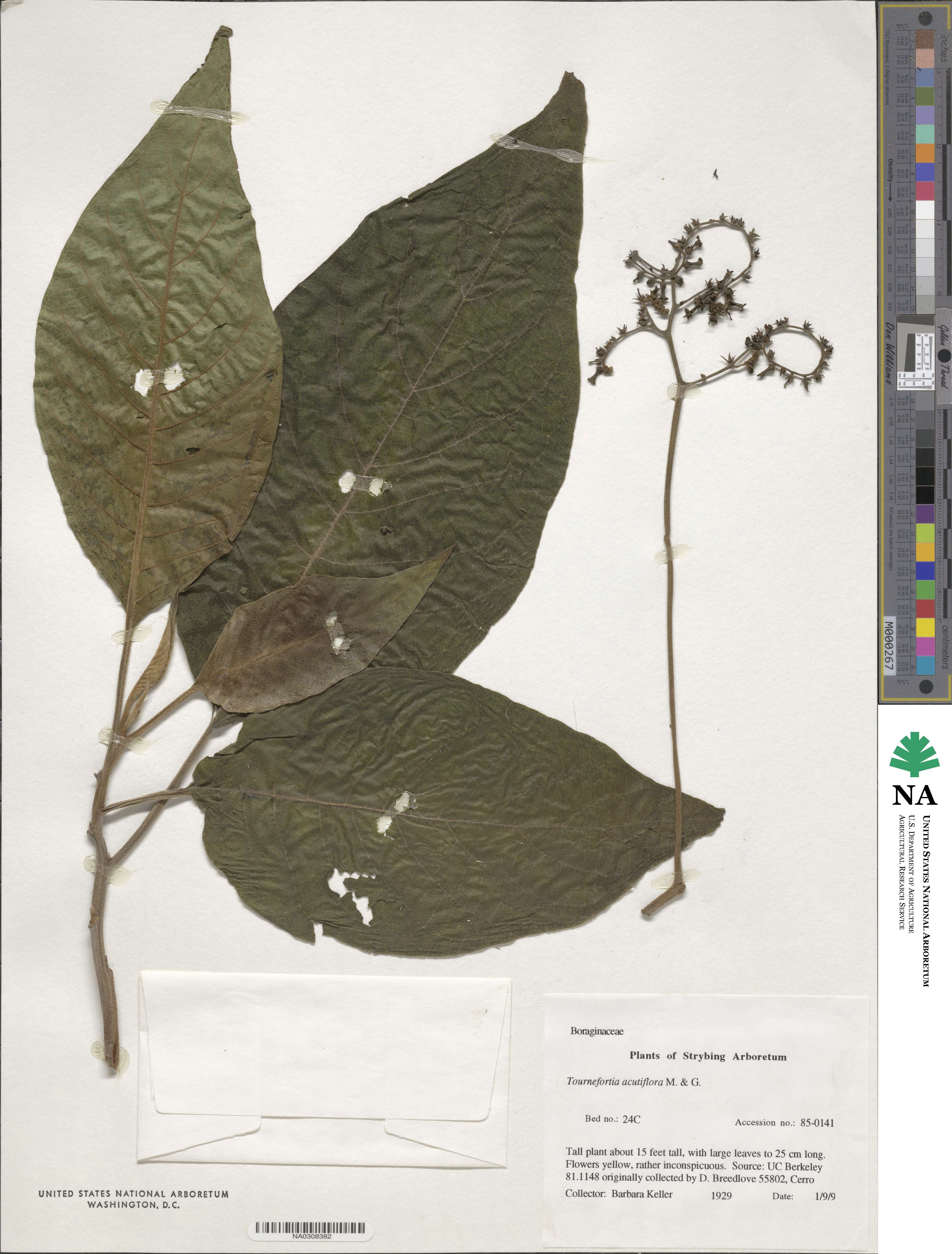 Tournefortia acutiflora image