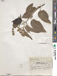 Heliotropium arborescens image