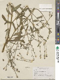 Paracynoglossum glochidiatum image