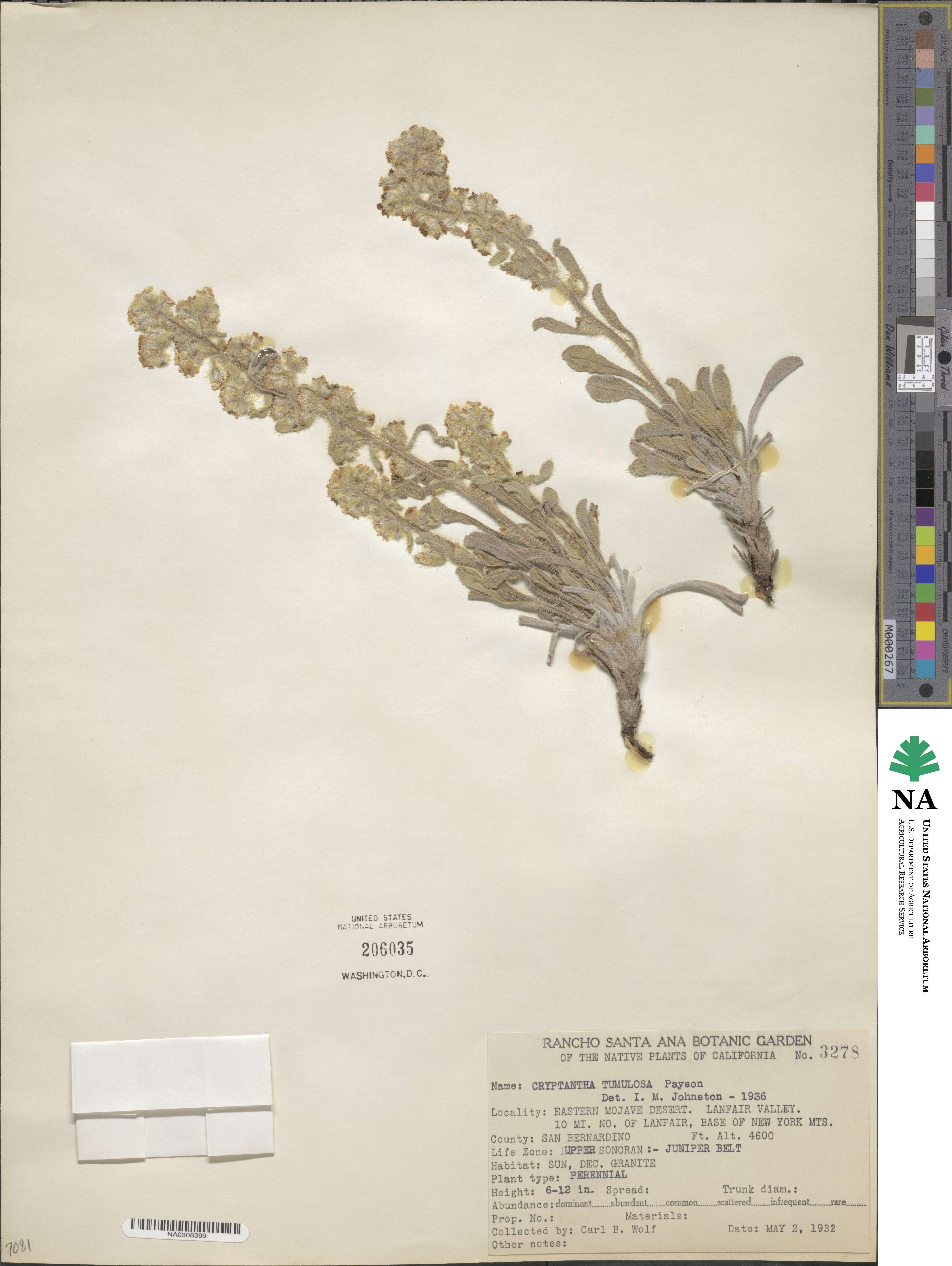 Oreocarya tumulosa image