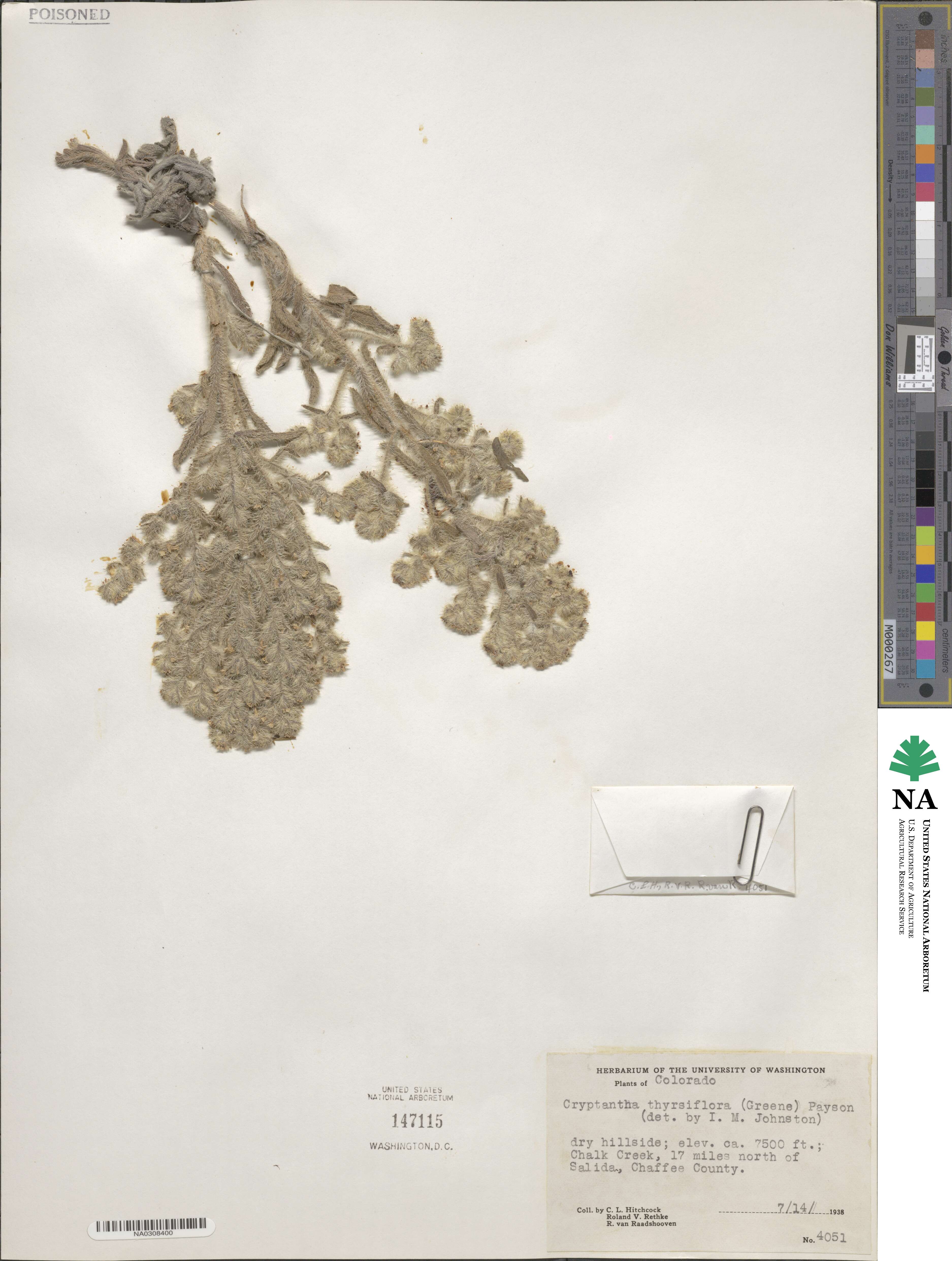 Oreocarya thyrsiflora image