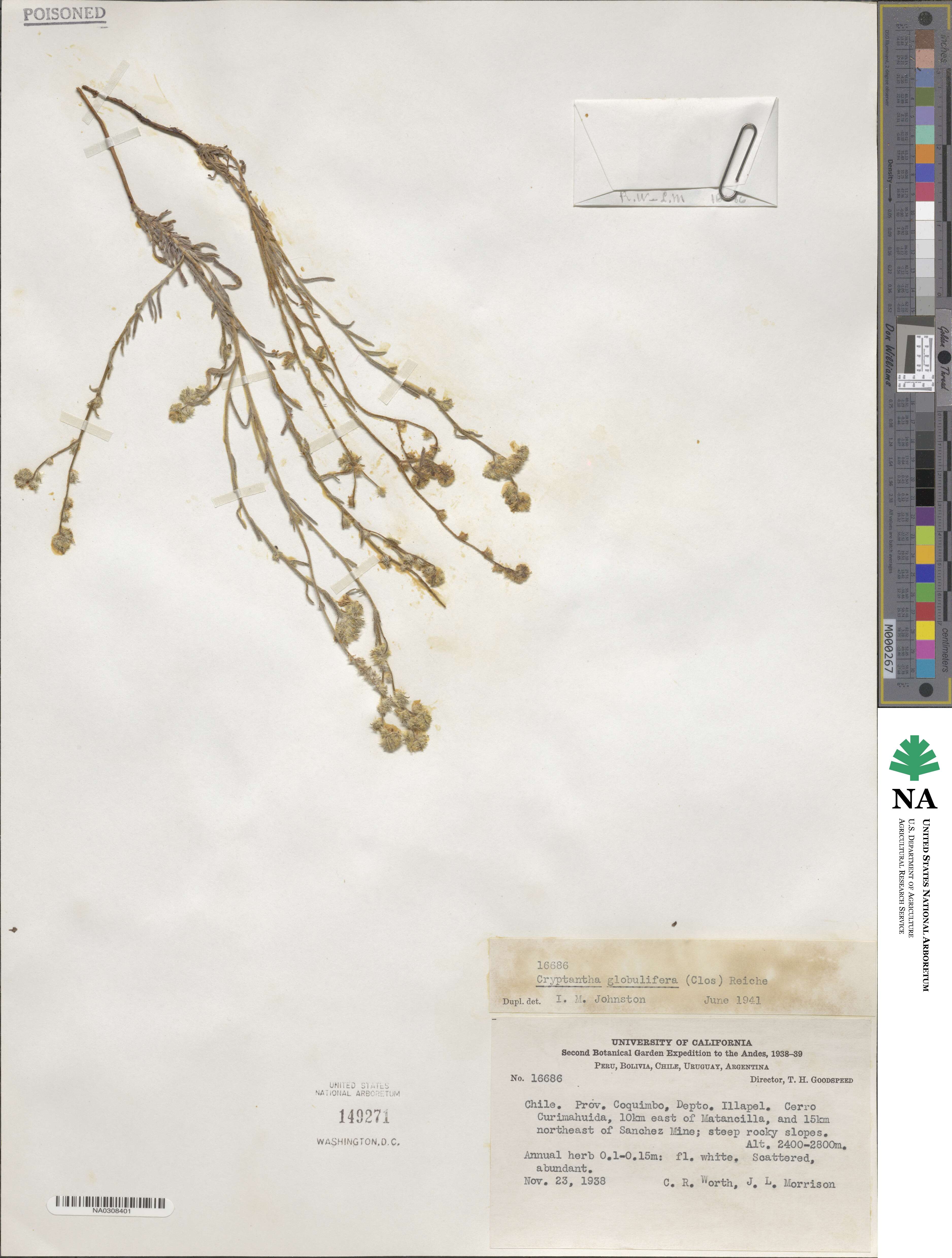 Cryptantha globulifera image