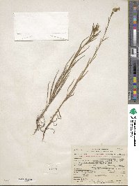 Amsinckia eastwoodiae image