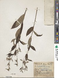 Lithospermum johnstonii image