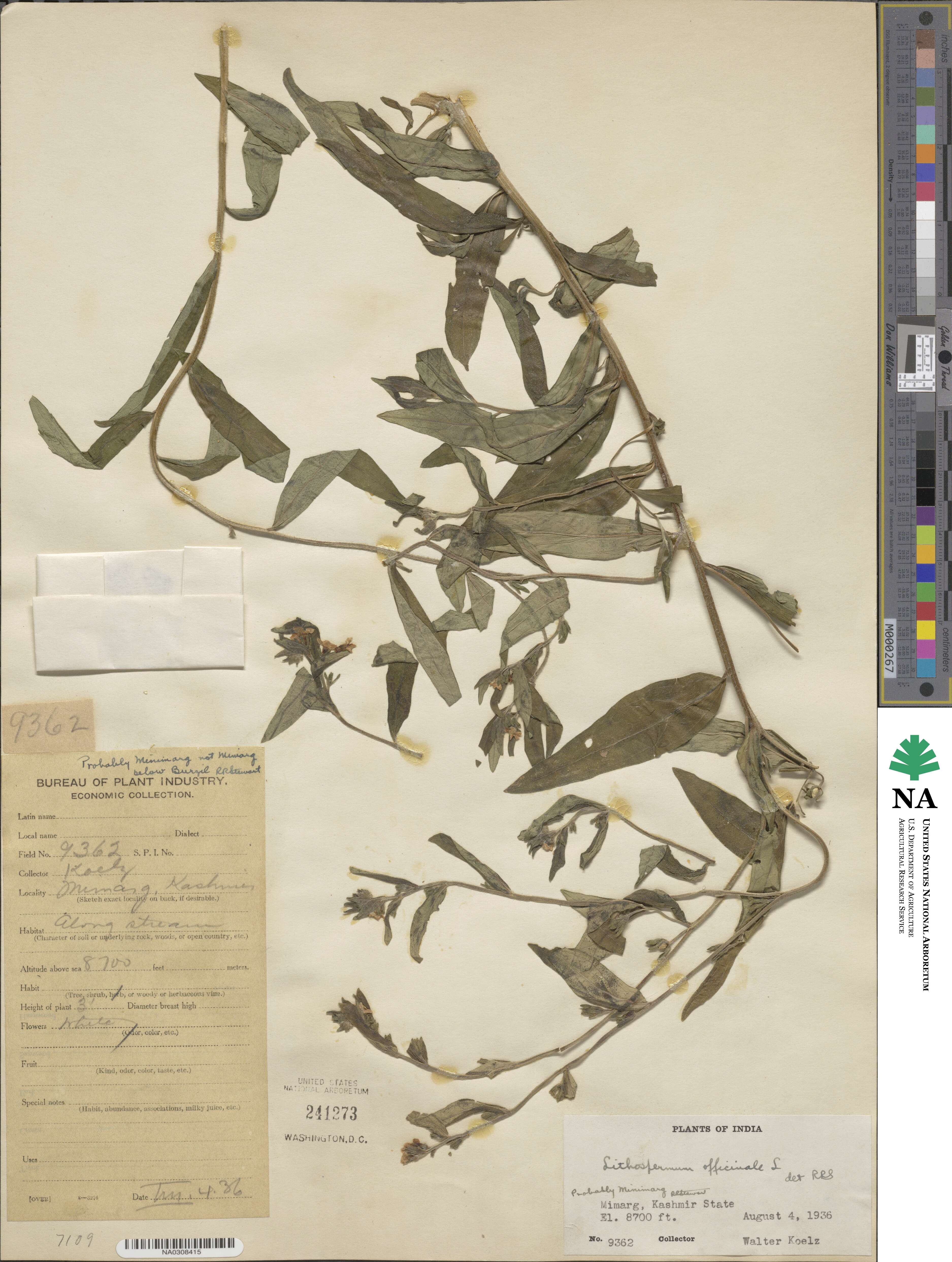 Lithospermum officinale image