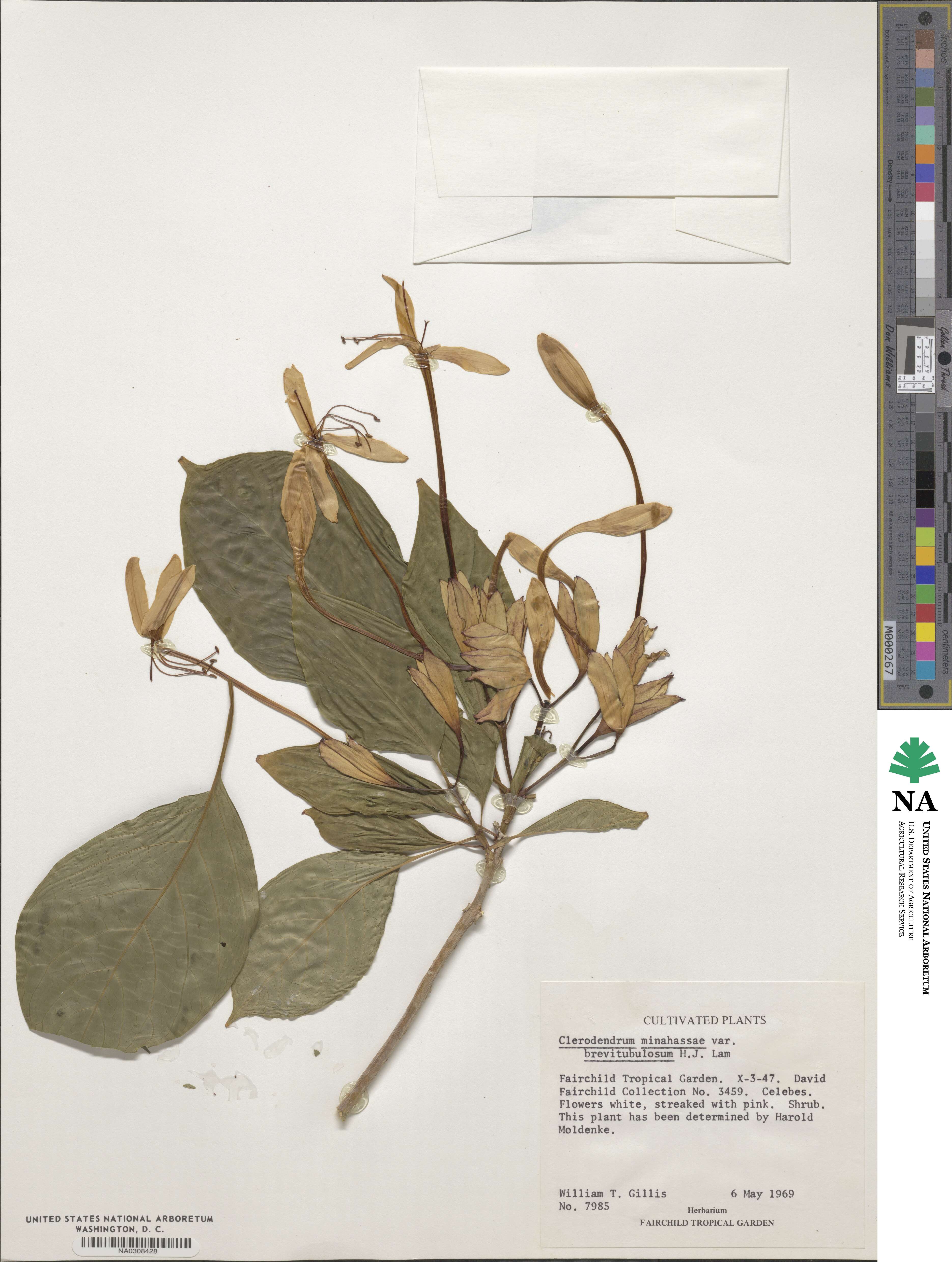 Clerodendrum minahassae image
