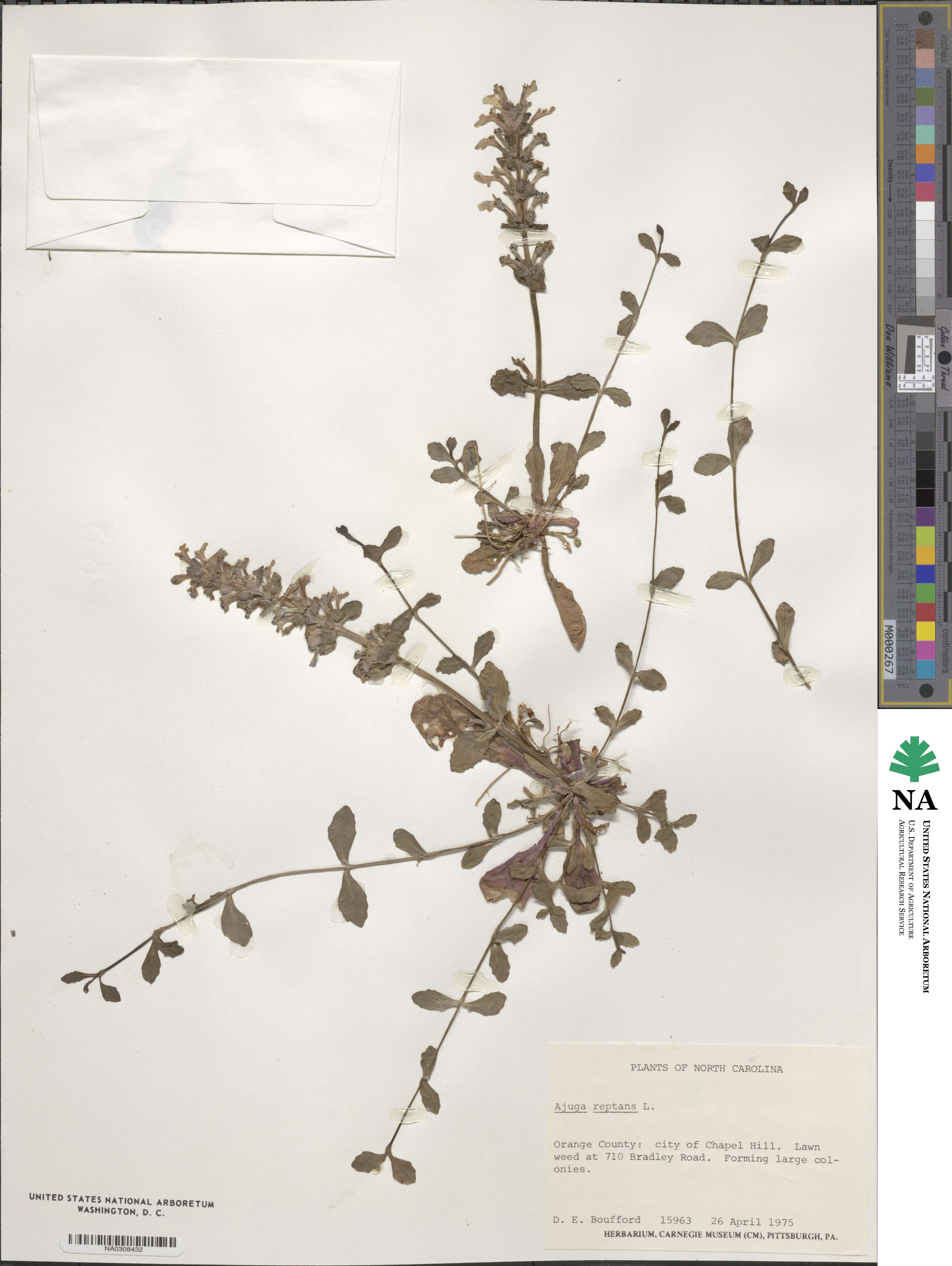 Ajuga reptans image