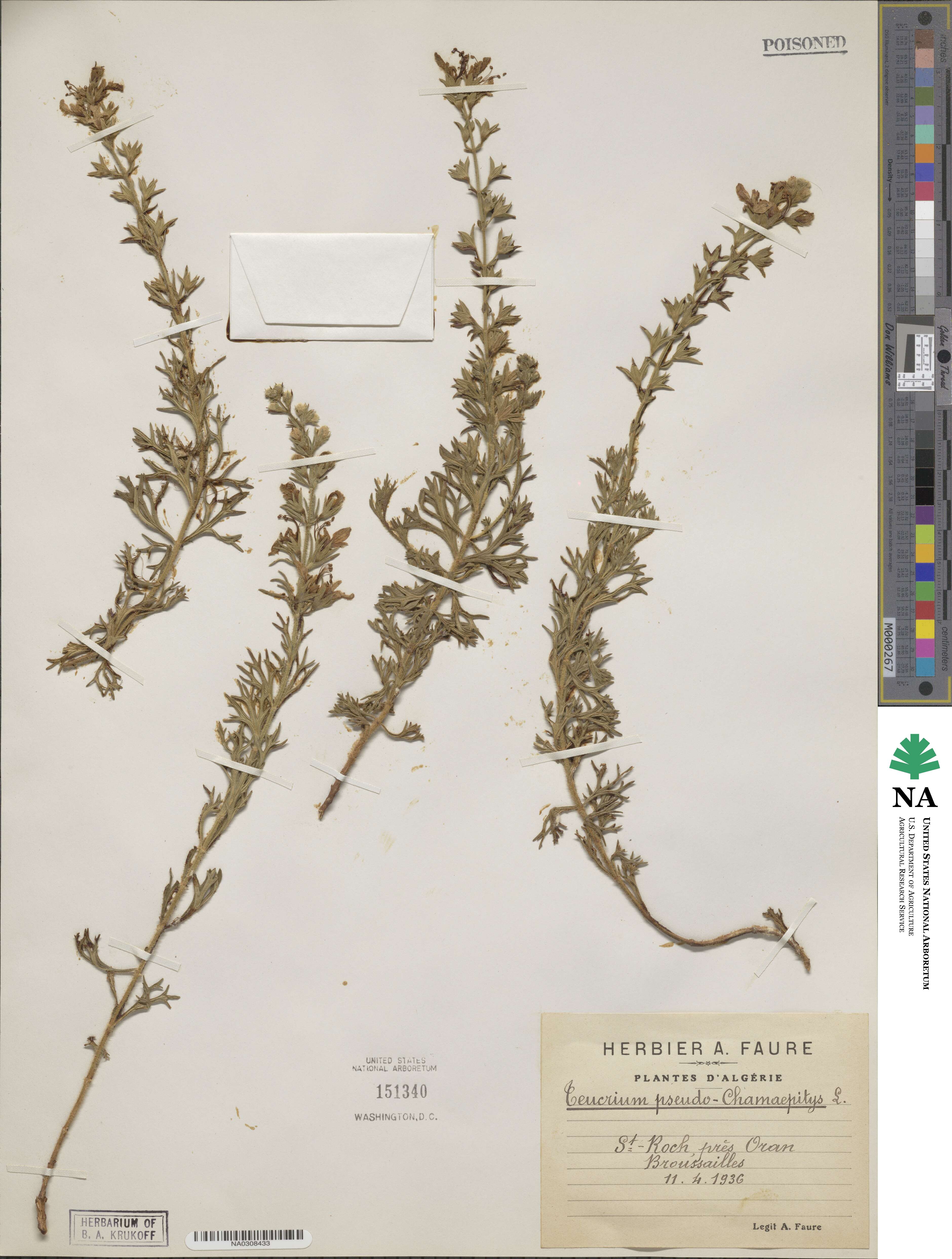 Teucrium pseudochamaepitys image