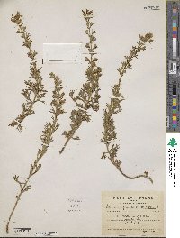 Image of Teucrium pseudochamaepitys