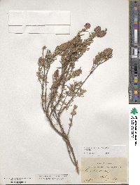 Lavandula stoechas image